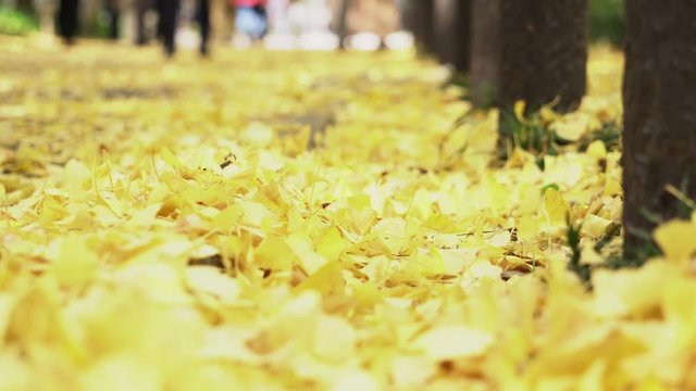 Yellow Ginkgo leaves on the street in the park during autumn season in Japan