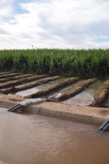 Fototapeta na wymiar Syphon irrigated corn field
