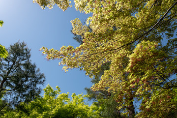 Water pond, tree with reflection in Japanese zen garden Kyoto Japan