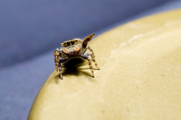 Spider Say Hi Macro Wildlife