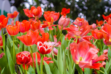 Red tulip garden green leaf