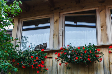 Fototapeta na wymiar Cat on the window of a house in Hallstatt, Austria.