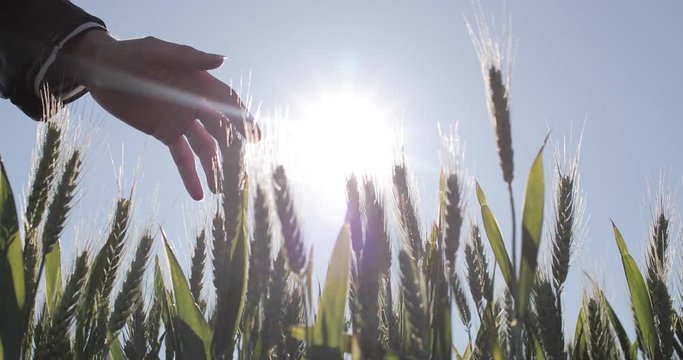 Young adult woman touching wheat in agriculture field with sun behind