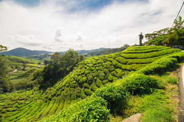 Tea plantation field on hill of mountain Cameron highland