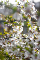 A branch of a blossoming cherry bush. Flowering plant. White flowers. Spring bush.
