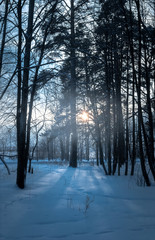 Beams of the sunset sun shine through trees in the winter pine forest