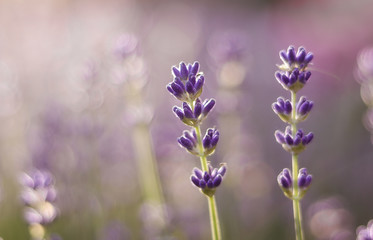 Fototapeta na wymiar Close up photo of lavender flower with beautiful natural bokeh. Floral background. Copy space. Selective focus