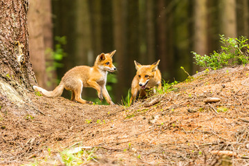 Red fox, vulpes vulpes, adult fox with young