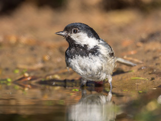 	chickadee