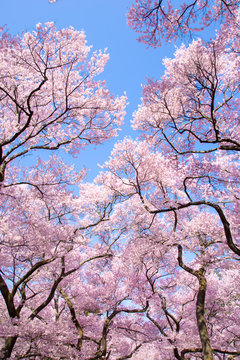 Cherry blossom trees in the lofty Castle Park - 高遠城址公園の桜並木