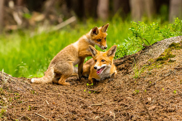 Red fox, vulpes vulpes, adult fox with young