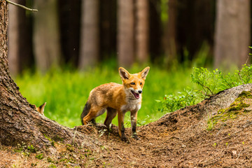 Red fox, vulpes vulpes, adult fox with young