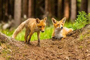 Naklejka na ściany i meble Red fox, vulpes vulpes, adult fox with young