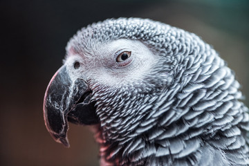 close up view of vivid grey fluffy parrot looking at camera
