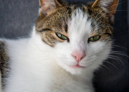 Portrait of a domestic english cat