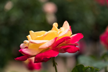 Fototapeta premium バラの花 千葉県八千代市