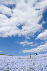 Nemophila Hill and the spreading white cloud - ネモフィラの丘と広がる白い雲
