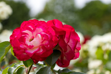 バラの花　千葉県八千代市