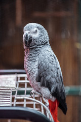 vivid grey fluffy parrot sitting on cage and looking at camera