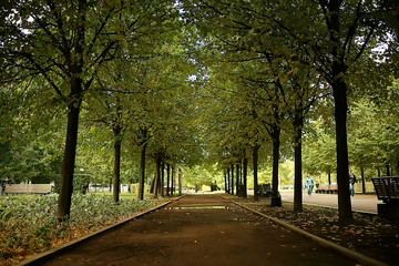 summer park background / nature trees green leaves, abstract background summer view