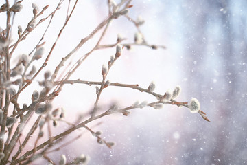 pussy-willow willow / branches bloom, spring concept, Easter holiday, background