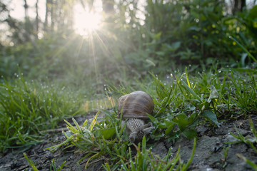 Obraz premium Garden snail in the forest wit sun rise