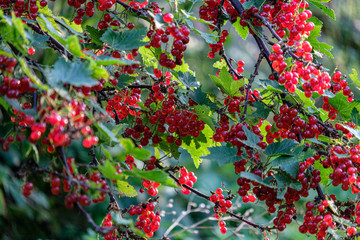 red fruits on tree branches