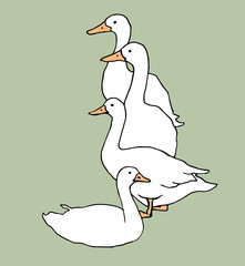 bird goose white  duck  animal