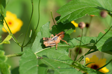 grasshopper on a green leaf
