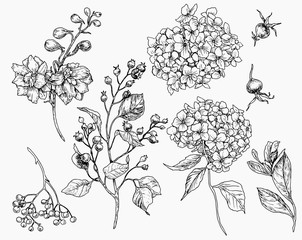 botany biology berries branches leaves line graphics beautiful sketching Vector graphics © Anatoly Shapoval