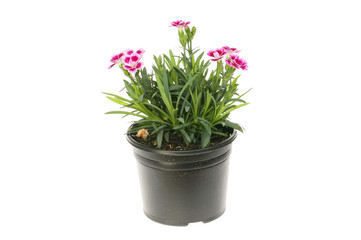 Flowering dianthus plant