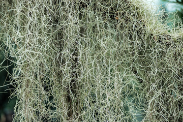 white curved roots of plant in botanical garden in daylight
