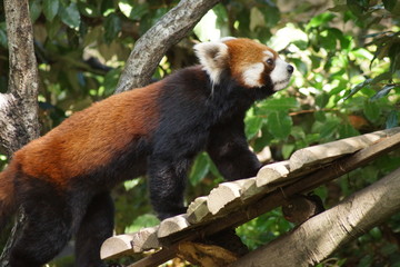 レッサーパンダ