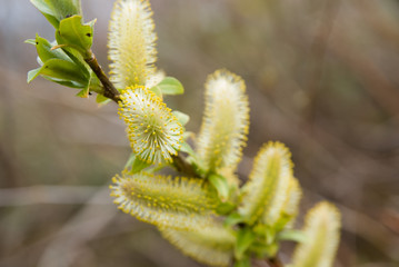 Pussy willow - ネコヤナギの芽