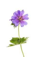 Purple geranium flower