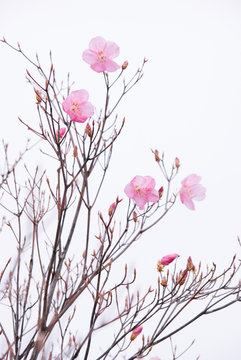 Achebonotsuzi azalea in pale pink. - アケボノツツジ
