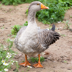 gray goose