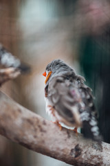 close up view of fluffy bird on wooden branch
