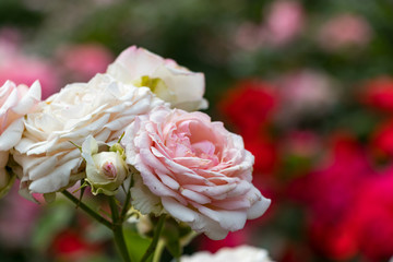 バラの花　千葉県八千代市
