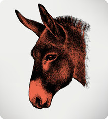 Animal donkey, hand-drawing. Vector illustration. - 273019048
