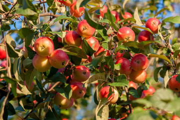 Ranetki ripe on the branch. Malus baccata. Siberia