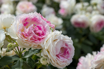 Obraz premium バラの花 千葉県八千代市