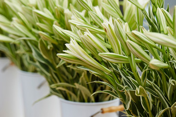 Obraz premium White lily at flower shop 