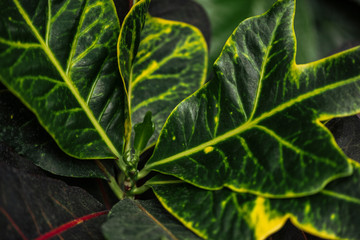 close up view of green and yellow exotic leaves