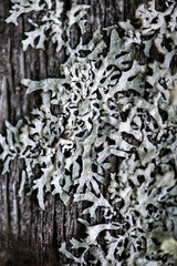 Lichen