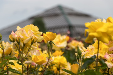バラの花　千葉県八千代市