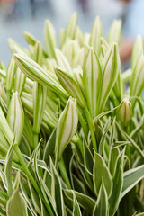 White lily at flower shop 