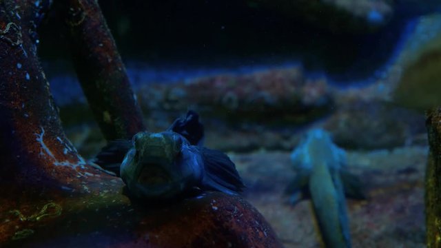 Scorpaena porcus (black scorpionfish) fish in the sea or aquarium.