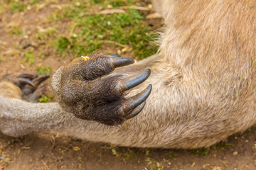 Eastern Grey kangaroo Macropus tasmaniensis forearms and claws closeup