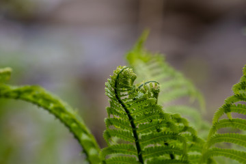 Fototapeta premium fern on green background